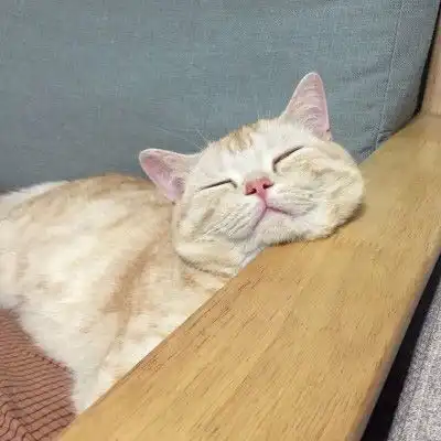  微信头像猫咪图片大全2020年猫微信头像图片