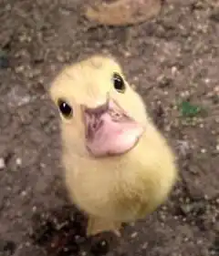  一印度人对医生说他肚子疼你今天吃什...