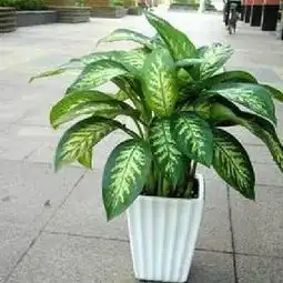 这个是银皇后吗