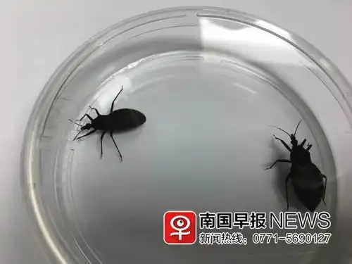  广西悬赏抓锥蝽虫,电话已被打爆有人真领到100元了