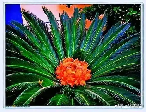  一组稀世罕见的铁树开花照片