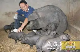  原种数量急速下降谁来拯救濒危烟台黑猪