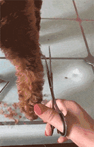  搞笑gif主人,你这脚多久没洗了我都没猫脸见人了