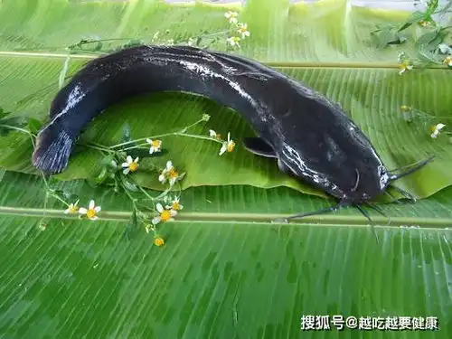  广西小区化粪池中发现鲶鱼,粪便作饲料,如此养的鲶鱼能吃吗