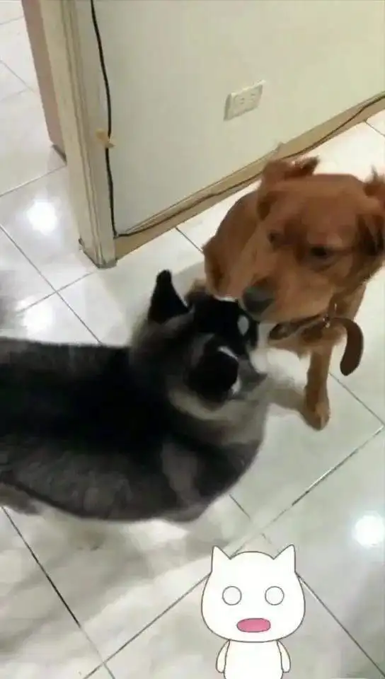  哈士奇跟金毛犬抢零食,结局却超搞笑网友在一起在一起