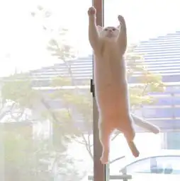 搞笑可爱萌猫图片每一个不曾起舞的早晨都是对生命的辜负  搞笑可爱萌猫图片每一个不曾起舞的早晨都是对生命的辜负