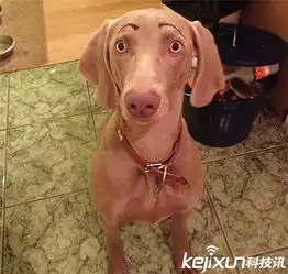  网友恶搞为狗狗画上眉毛画面太美我不敢看