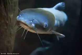  揭秘最有趣的8大海洋生物事件