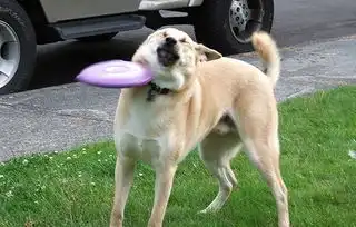  狗子才是真正的badass