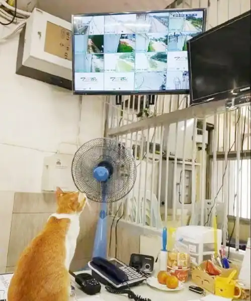  搞笑图片夏天胖女生的社死现场,真想把旁边男生的腿加黑加粗