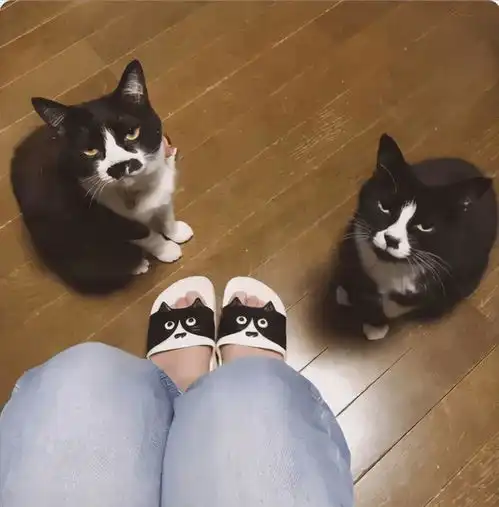  爆笑动态图买了双猫咪样子的拖鞋,结果家里的猫咪好像并不太喜欢