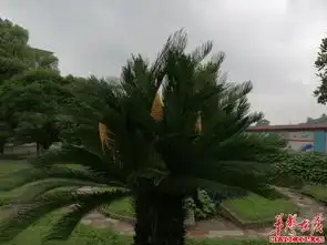 衡阳一校园铁树四花绽放 衡阳一校园铁树四花绽放