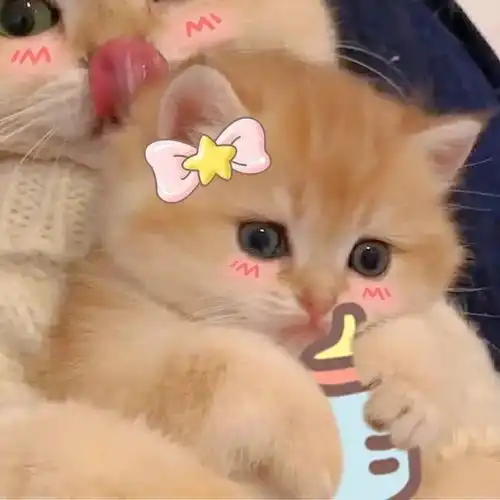 连小猫咪都有对象了,你呢  连小猫咪都有对象了,你呢