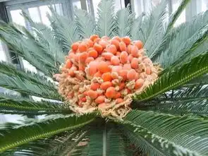  气温回暖,庭院花木3月份花事安排