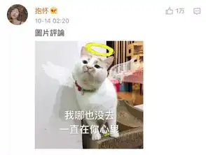 来不及告别,这只8岁的表情包回喵星了