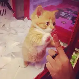  萌呆动物与无聊的主人图片