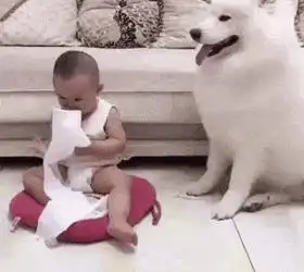 搞笑gif小主人,别玩纸了吧,不然主人会怀疑是我干的  搞笑gif小主人,别玩纸了吧,不然主人会怀疑是我干的