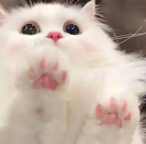 wechat搞怪猫咪头像  wechat搞怪猫咪头像