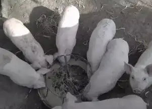  套路图片最深的套路