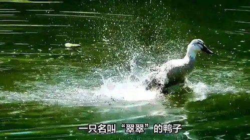  当一只鸭子爱上了狗子搞笑动物动物成精狗狗
