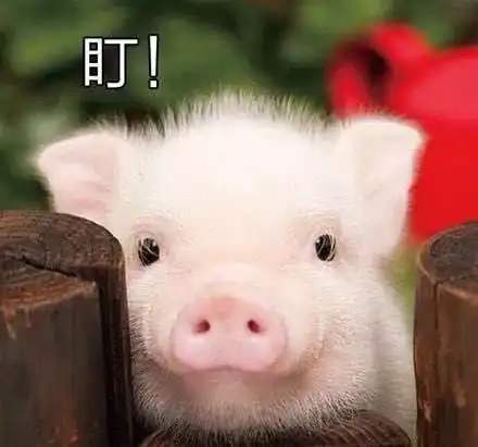猪图片大全可爱头像