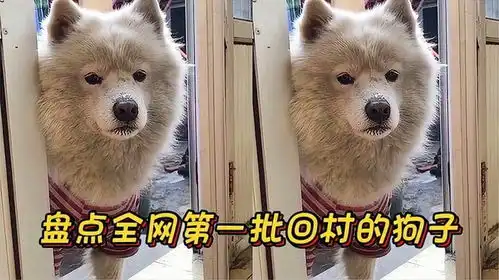  盘点全网回家过年的狗子,回村后,彻底放飞了自我,爆笑现场