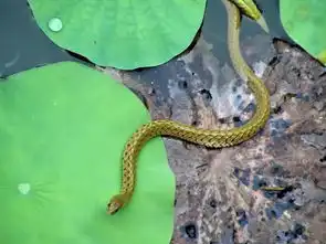 野生水蛇图片