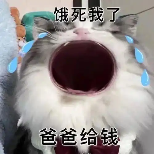 猫猫张大嘴表情包无字