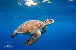 乌龟图片搞笑图片海龟