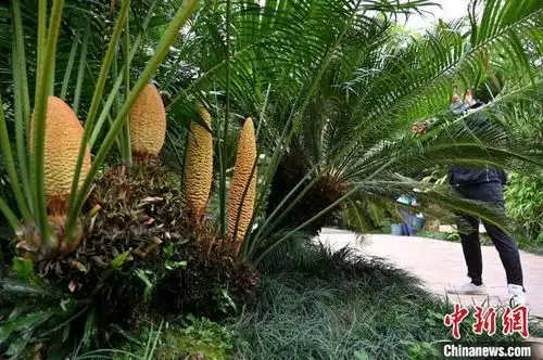  广西南宁青秀山千年苏铁园铁树组团开花