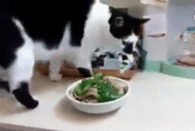  猫眼里的我居然在吃屎