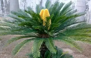  铁树开花种子还能盘呢真正的铁树籽长这样