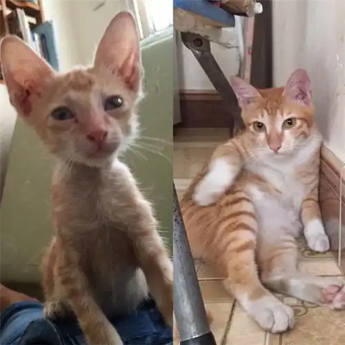  猫咪搞笑视频猫咪搞笑图片大全带字