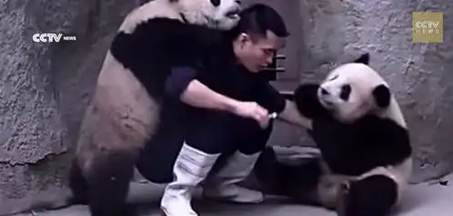  调皮猫熊双拍档保育员想好好喂个药都不行...