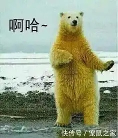  不要再说自己是铲屎官,养荷兰猪的人才配叫铲屎官