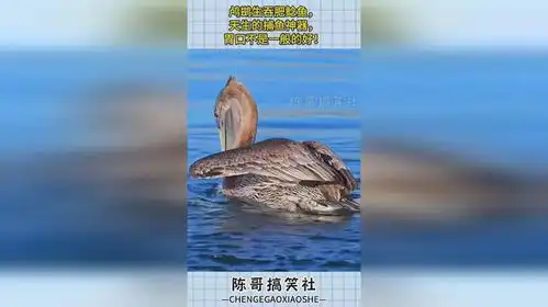  鸬鹚生吞肥鲶鱼,天生的捕鱼神器,胃口不是一般的好