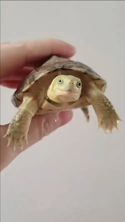  家里的黄缘盒龟和黄喉拟水龟都是自带搞笑表情的,模样太萌了