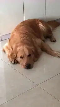  在家太热了,金毛偷跑到河里去游泳,回来之后情绪不是很高