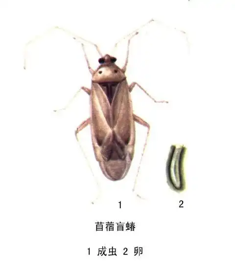  盲蝽类