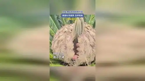  罕见网友拍到铁树开花,寓意长寿富贵吉祥如意,愿见者好运