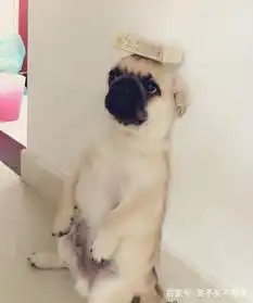 着急搞笑图片搞笑图片