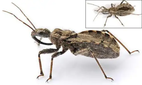  益虫害虫总是分不清楚图鉴它们保护友军益虫篇