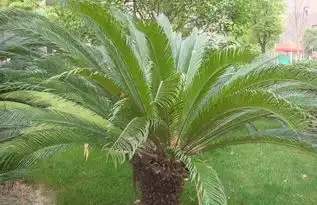  铁树篇一铁树是什么植物