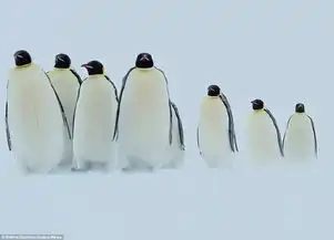  пингвиныантарктиде
