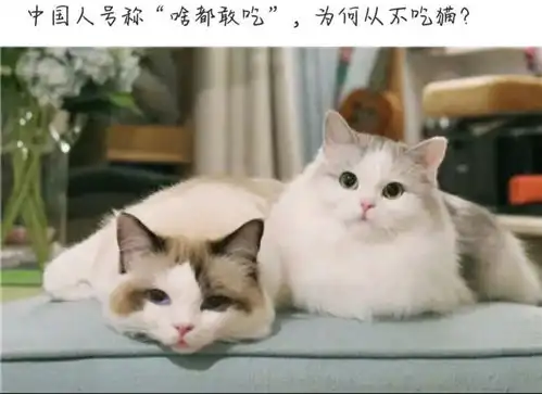  搞笑趣图野生巴西龟vs你养的巴西龟