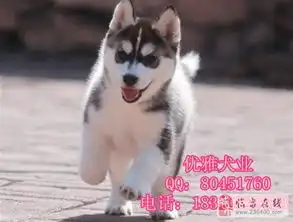  哈士奇犬狗场直销免费送狗上门支持上门挑选
