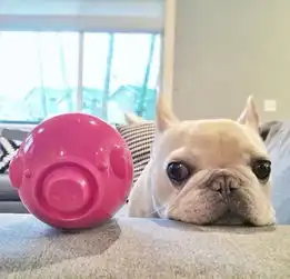 玩个球啊搞笑图片法斗犬