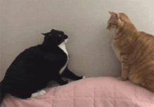  奶牛猫是怎么沦为喵中哈士奇的