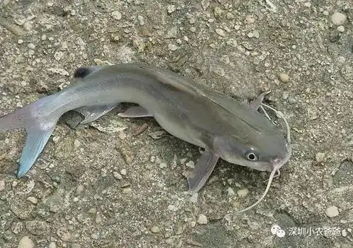  鱼菜共生系统中适合养什么鱼