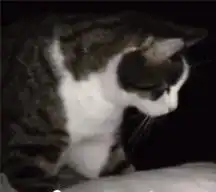  猫为什么一大早就叫你起床,这些原因,很真实